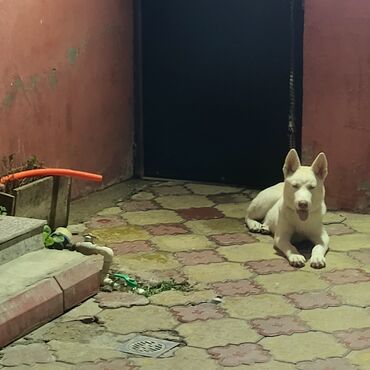 xaski bala: Xaski, 6 ay, Dişi