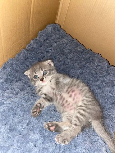 Pişiklər: Şotland yastı qulaq, Erkək, Dişi, Yaxşı əllərə, Ünvandan götürmə, Pulsuz çatdırılma, Ödənişli çatdırılma — 196