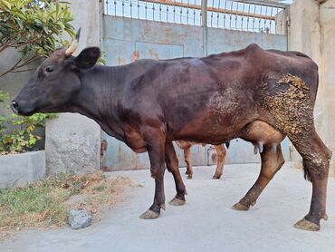 kiseli inek: Dişi, il: 2, 900 kq, Damazlıq, Südlük