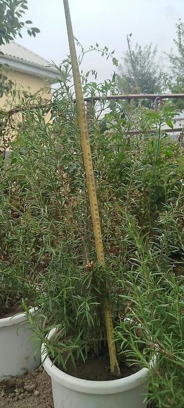 размарин купить: Розмарин (Rosmarinus officinalis) в горшках - Ароматное вечнозеленое — 1