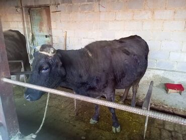 породистые коровы в бишкеке: Продаю | Корова (самка) | Для молока | Нетель