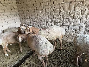 корова джерси купить: Продаю | Баран (самец) | Для разведения | Матка — 3