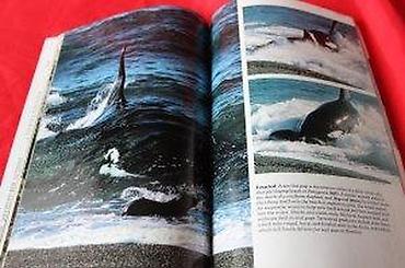 Knjige: NATIONAL GEOGRAPHIC APRIL 1987. | National Geographic April 1987 — 12