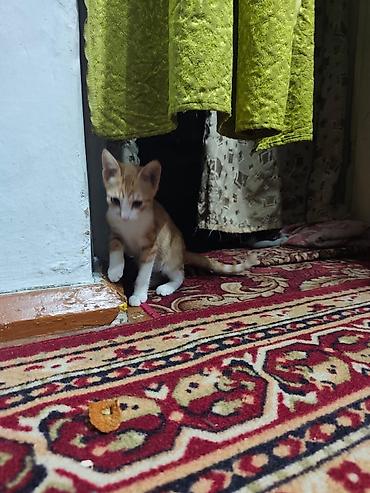 Мышыктар: КОТЁНОК МАЛЬЧИК 2,5 МЕСЯЦА. Милый рыжебелый котёнок с короткой — 10