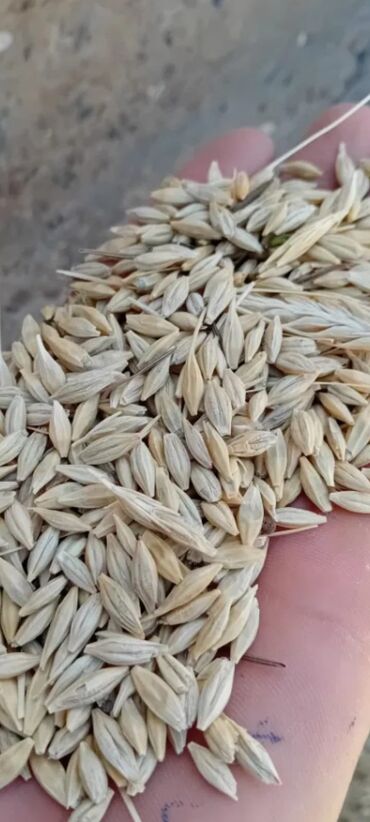 arpa bugda: Goranboyda Arpa satilir.Arpanin 1 kilosy 35 qepikdi.Sifaris 099 863 06
