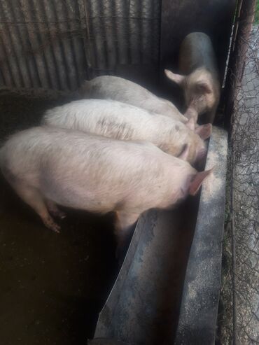 свин: Свини 6 месяцев
