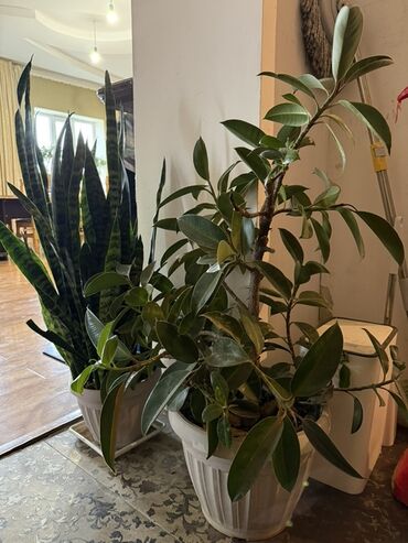 Денежное дерево: Крупные комнатные растения в горшках 1) Толстянка (денежное дерево) - — 2