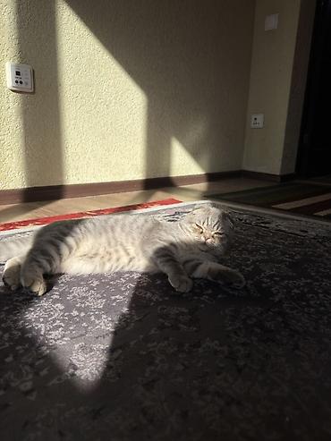 английский короткошерстный кот: Шотландская вислоухая кошка (Scottish Fold), окрас серый мраморный — 4