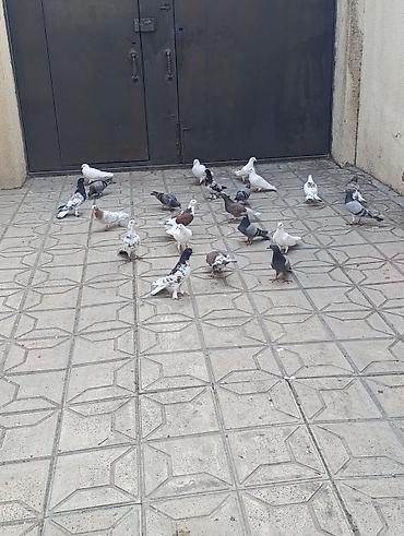 Göyərçinlər: Göyərçinlər satılır –tek cüt fərqi yoxdur kim görerem olsa münasib — 7