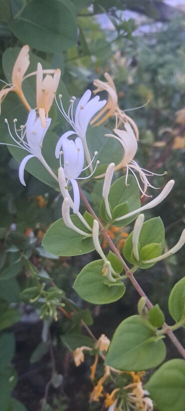 xlorofitum bitkisi: Doqquzdon(jasmin) jimolist --etirli, hemiseyasil, soyuq isti