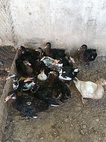 barama qiymeti: Lal ördəkdi lavanda zümrüd və yerli lal ordek di 2 gunlukde yanimizda — 1