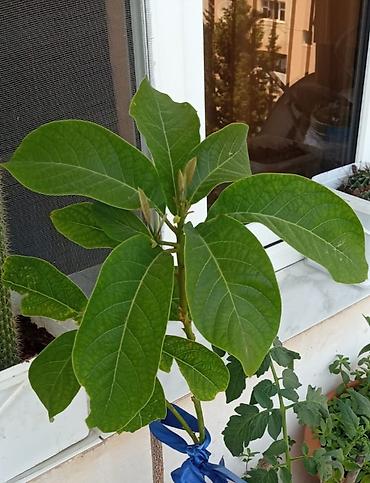 Avokado (Persea americana) fidanı - Növ: Avokado, toxumdan