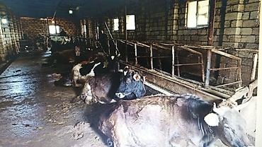 mida yasamal da ev satılır: FERMA HAZIR ISTIFADEYE YARARLI HEC BIR XERC TELEB ETMIR UMUMILIKDE 4 — 8