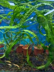 Аквариумы: Рыбки | Аквариумы | Оборудование | Аксессуары | Растения Богатый опыт — 30