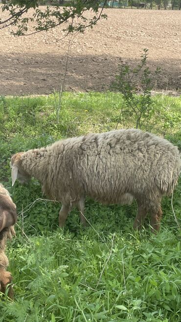 овцы дулан: Продаю | Баран (самец) | Гиссарская, Арашан | На забой, Для разведения, Для шерсти