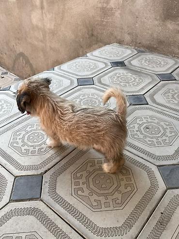 tap az pitbul: Malta bolonka, 2 ay, Dişi, Ünvandan götürmə — 3