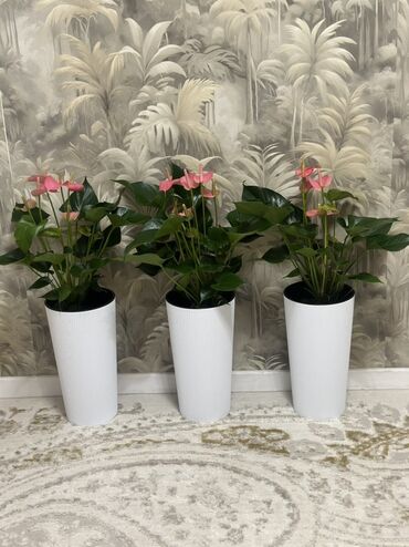 бөлмө гүлдөрү: 🌸 Антуриум розовый в польском высоком горшке — живой комнатный цветок