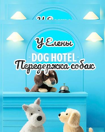 Услуги ветеринара: Профессиональная/домашняя передержка собак. Любовь, забота, фотоотчеты — 1
