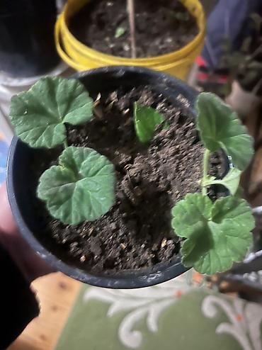 Otaq bitkiləri: Her cure guler var veregliyin baxin ancag xanimlara satiş olur Gencedi — 45