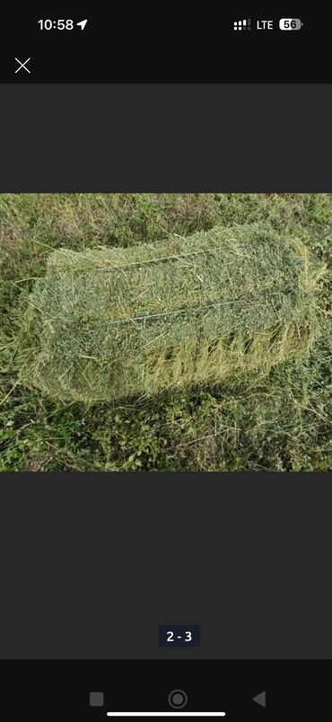 Корма для с/х животных: Продаю клевер
Адрес поселок Манас at lalafo.kg Корма для с/х животных: Продаю клевер
Адрес поселок Манас