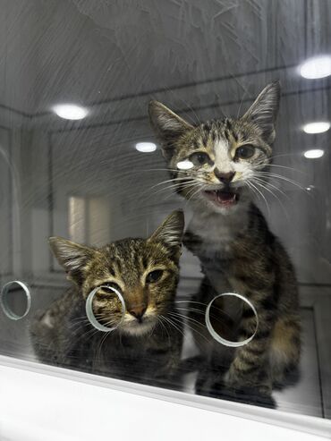 Pişiklər: Tabbi, Erkək, Dişi, Yaxşı əllərə, Pulsuz çatdırılma -da lalafo.az — 6 Pişiklər: Tabbi, Erkək, Dişi, Yaxşı əllərə, Pulsuz çatdırılma — 6