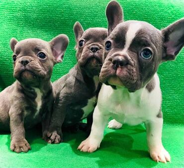 Psi: Štenci francuskog buldoga egzotične plave boje bez tigrine, veseli — 7