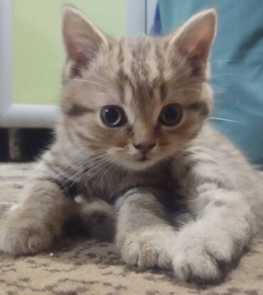 кот мейнкун: Британская короткошёрстная, 2 месяца, Мальчик, Лиловый, Приучена к лотку