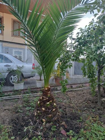 helba bitkisi faydaları: Fenik gövdesi 55 santim sağlam Agacdi