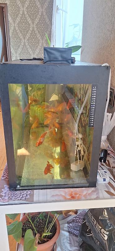 akvariyum: Dördbucaq akvarium, Boş, 96 l, Ünvandan götürmə — 2