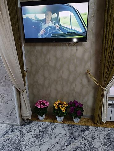 Декоративные цветы: Горшечные примулы (Primula) — декоративные комнатные растения с — 4