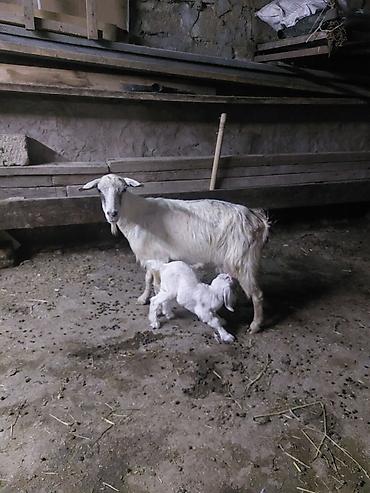 keçi qoyun: Məhsul: Ağ rəngli keçi və balası erkdir Təsvir: - Ağ tüklü, sağımlıq — 3