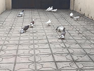 Göyərçinlər: Göyərçinlər satılır –tek cüt fərqi yoxdur kim görerem olsa münasib — 1