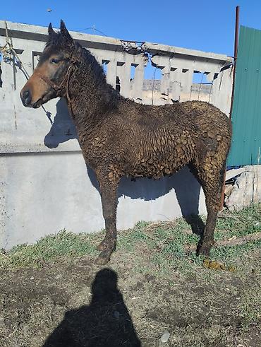 Лошади, кони: Продаю | Жеребенок | Рабочий | Племенные — 9