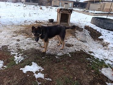 Продажа собак: Немецкая овчарка смешаная 10 Айлык эркек — 8