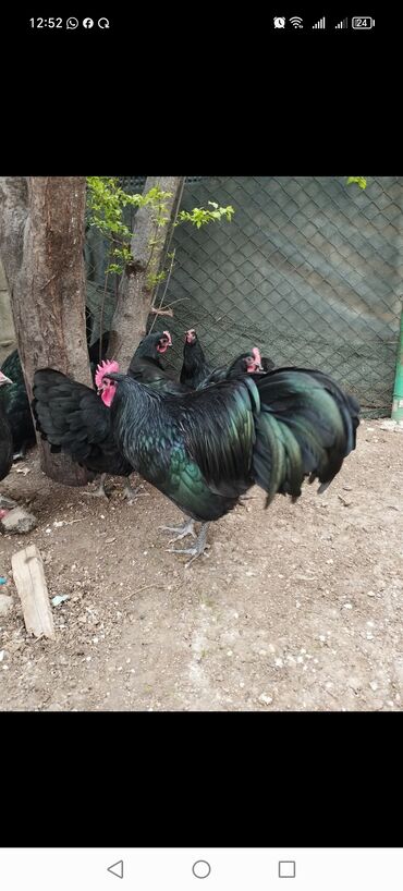 qaşqaldaq quşu: Australop yumurtası. Təmiz qan uzunquyruq Alman qanı