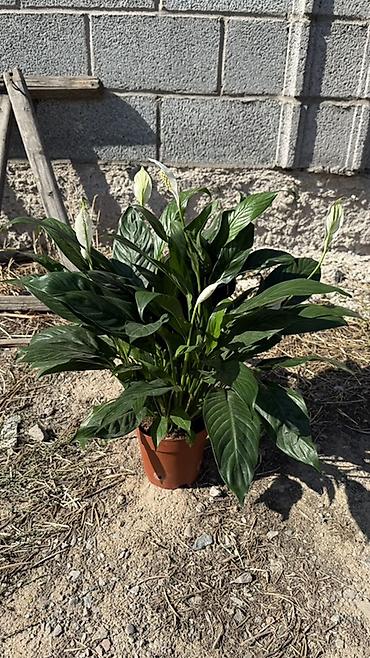 үй гүлдөрү: Комнатные растения в горшках - Спатифиллум (Spathiphyllum): пышные — 2