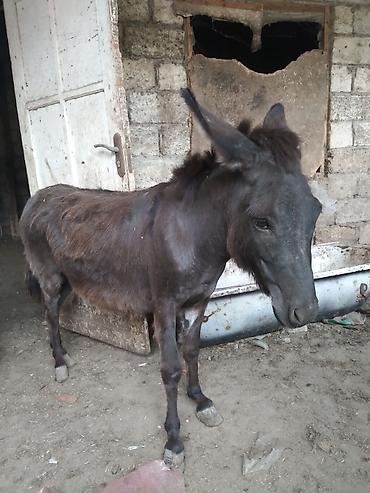 Qara rəngli eşşək - Rəng: tünd qara-qonur tonlarda - Bədən quruluşu lalafo.az -da Qara rəngli eşşək - Rəng: tünd qara-qonur tonlarda - Bədən quruluşu