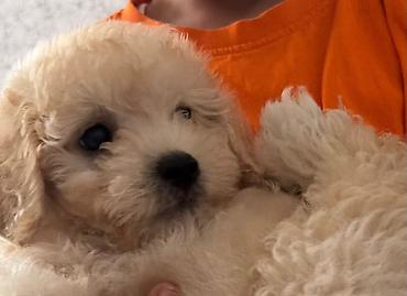 Heyvanlar üçün digər mallar: Maltipoo balası – krem rəngli, qıvırcıq tüklü, kiçik ölçülü ev iti — 2