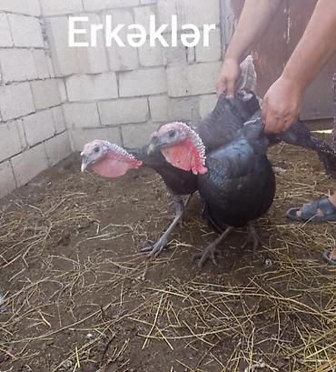 koməyə tələsən itlər: Salam alekum çox gözəl sağlam heyvandırlar sağlamlığına söz ola bilməz — 4