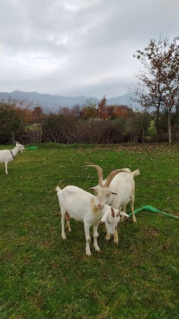 Keçi, çəpiş: Sanen safqan Südlük-törədici keçilər - Cins: ağ rəngli yerli/saanen — 4