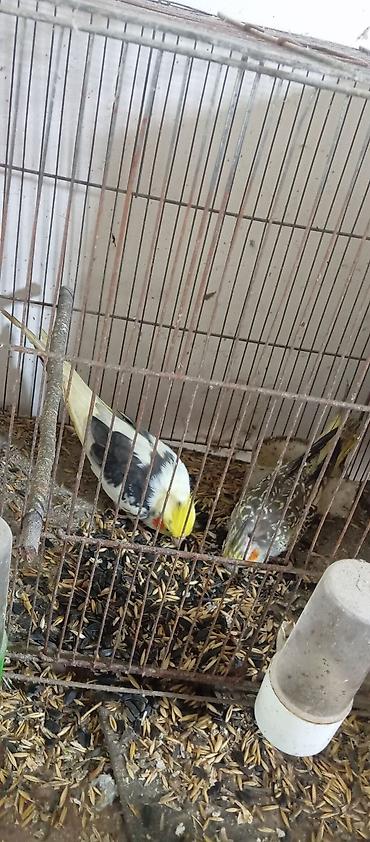 korella tutuquşu: Cüt karelladi bala verib — 1