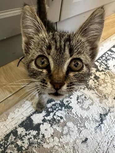 шотладская кошка: Котёнок-Компактный, стройный, активный и любознательный любит — 1