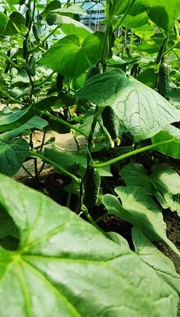 Теплицы: Продается теплица, размер 23/8 — 6