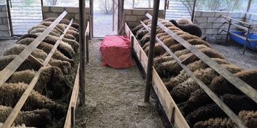 at satşı: 39 baş Quzudu 14 dişi 25 erkək, quzular Kom satılır 30-39 kilo