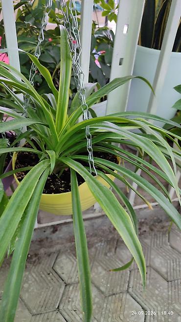 Молочайлар: Горшечные комнатные растения: 1) Молочай миля (Euphorbia milii — 3