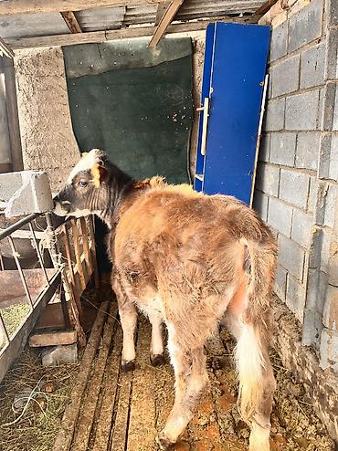 Коровы, быки: Продаю | Тёлка | Для молока, Для разведения, На откорм | Отела не было at lalafo.kg — 10 Коровы, быки: Продаю | Тёлка | Для молока, Для разведения, На откорм | Отела не было — 10