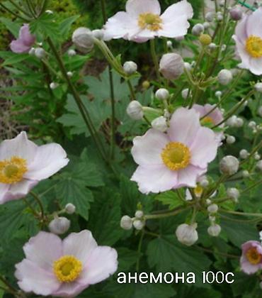 Другие виды семян и саженцев: Все растения что на фото, есть в наличии — 12