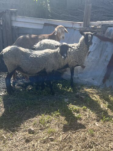 дорпер овцы: Продаю | Овца (самка) | Романовская | Для разведения | Котные, Ярка