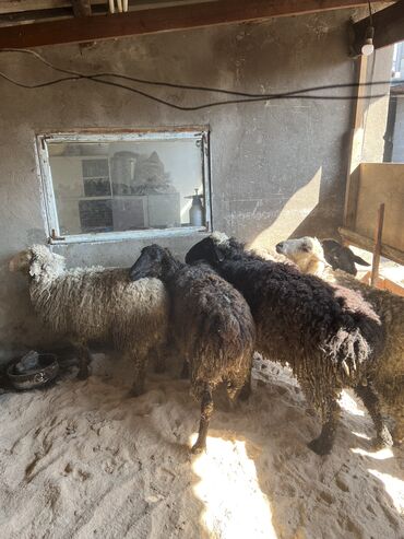 овца матки: Койлор жана кочкор сатылат