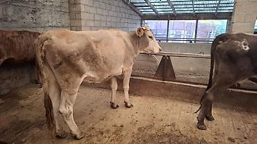 фул слив пантери: Продаю | Корова (самка) | Алатауская, Швицкая, Симментальская | Для разведения, Для молока | Стельные — 9